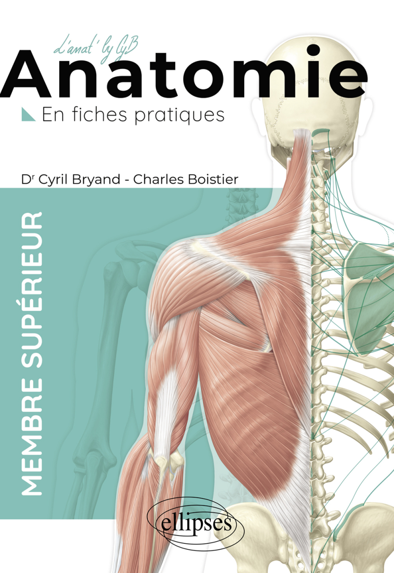 L'anatomie en fiches - Membre supérieur